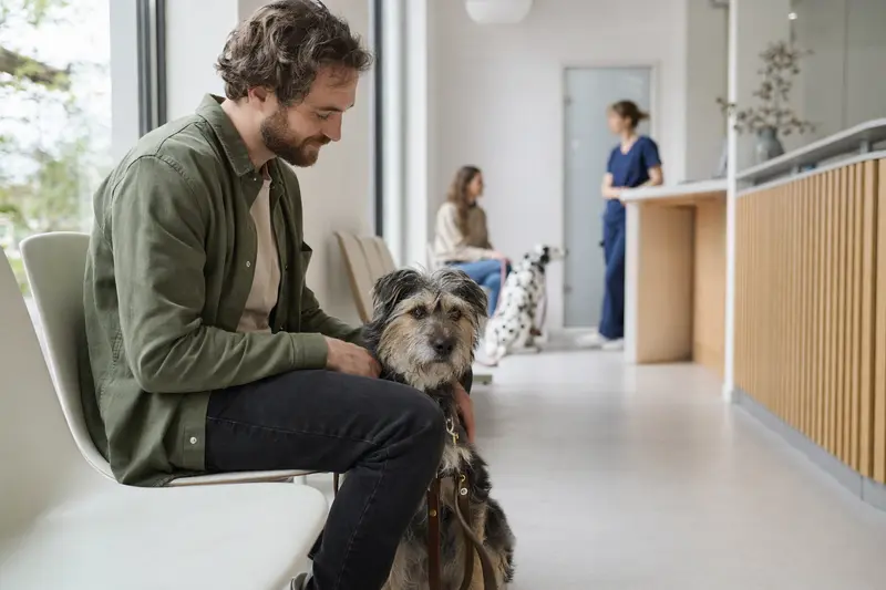 Ein Waterside Terrier sitzt ruhig neben seinem Besitzer im hellen Wartezimmer einer modernen Tierarztpraxis.